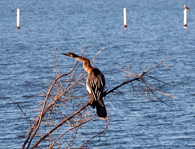 [The anhinga is perched in a leafless tree which is close to the water. She has her greyish neck and head cocked to the left. Her black and white feathers cover her back with a black tail at the end. There are white posts in the water in the distance.]